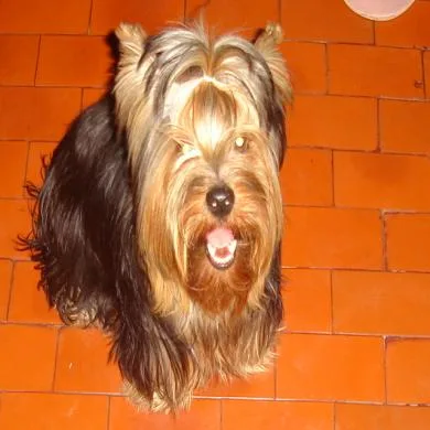 kika