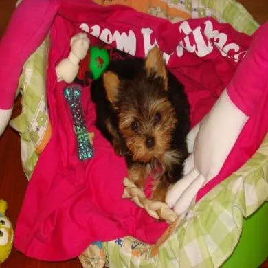 Polly