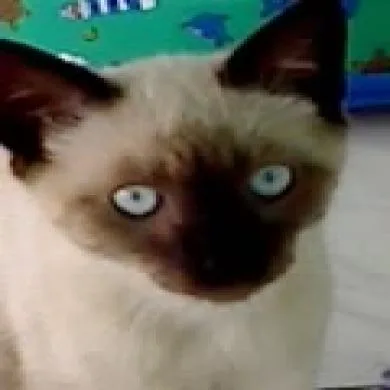 yoshie