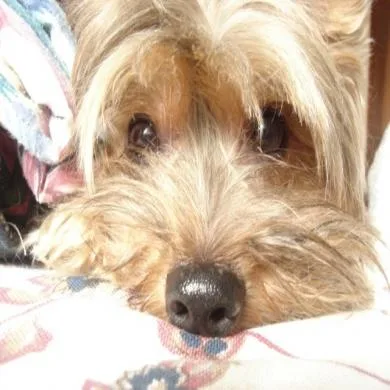 Fred