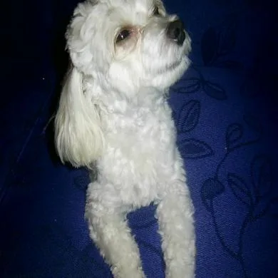 luan