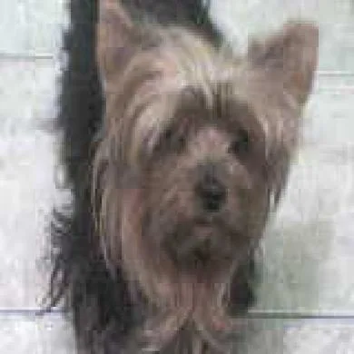 Tutty Monteiro 