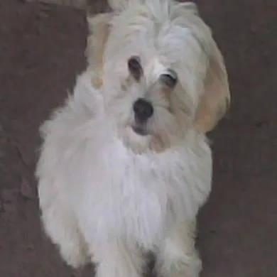 Belinha