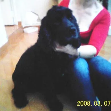 Cocker preto perdido