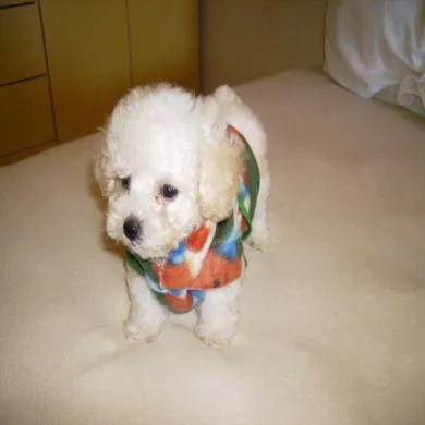 Snoopy