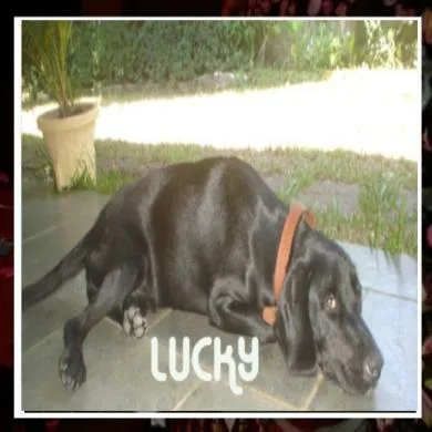 Lucky