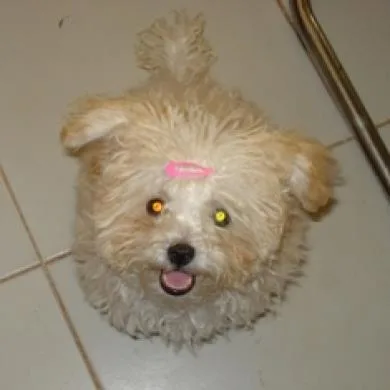 Babi