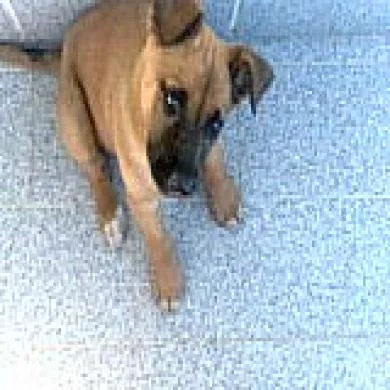 Ruca