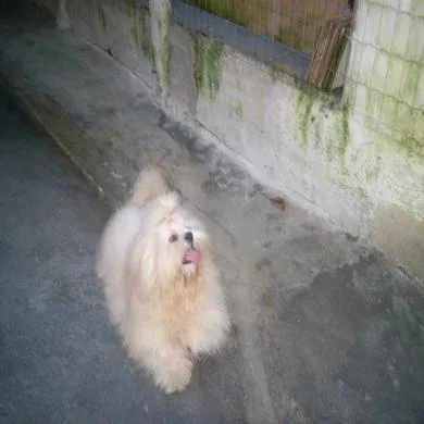 LIRO