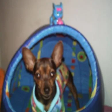 Scooby-Loo