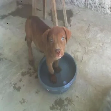 kihra