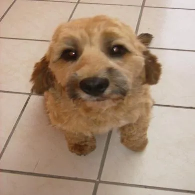 Gugu