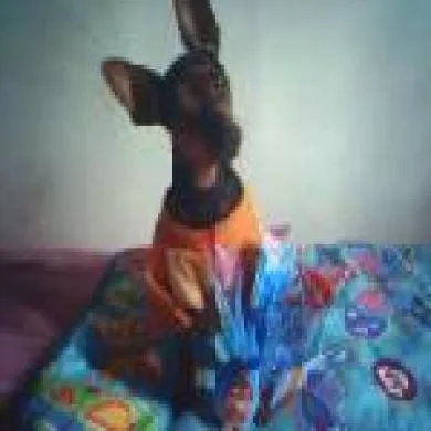 SCOOBY-LOO PITICO JUNIOR