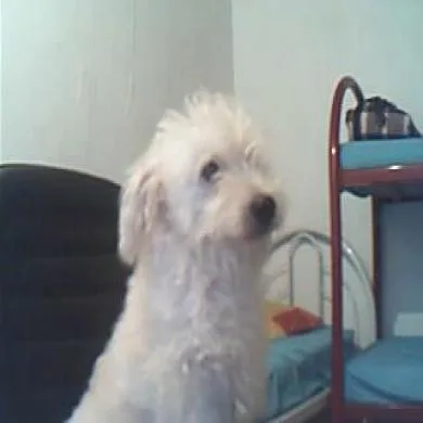 Spykie