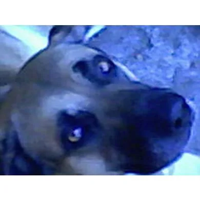 Leãozinho