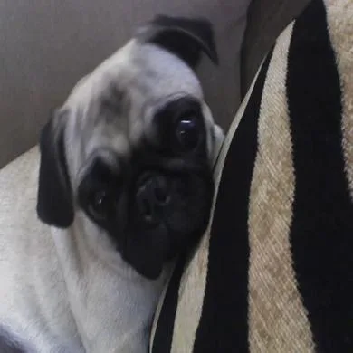 Mia