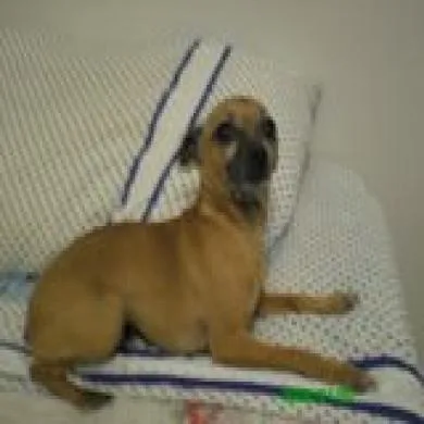 patuxa