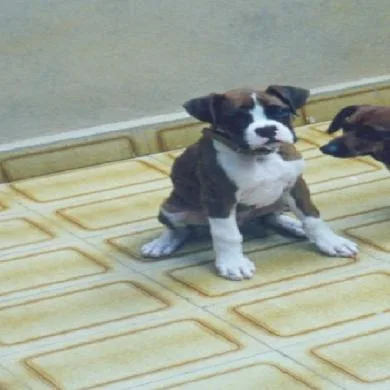 Tyson Jr.