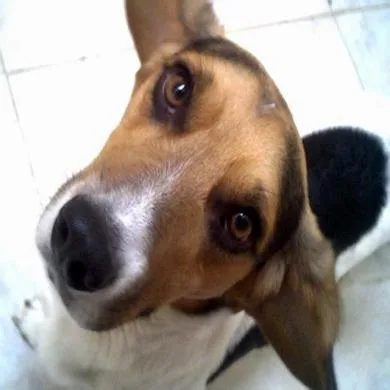 Caco