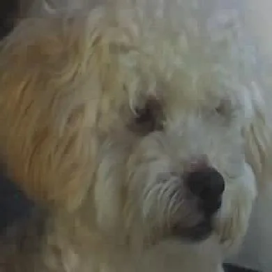 lupy