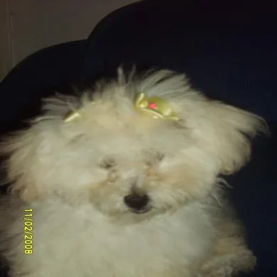 Pituca