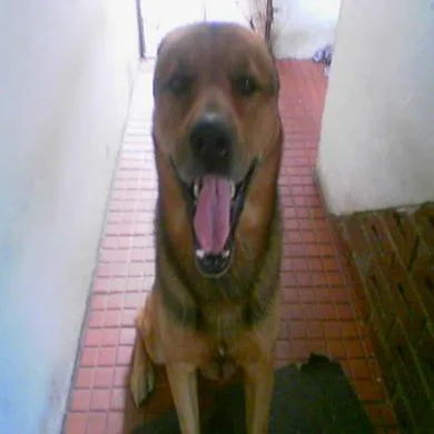 tayson