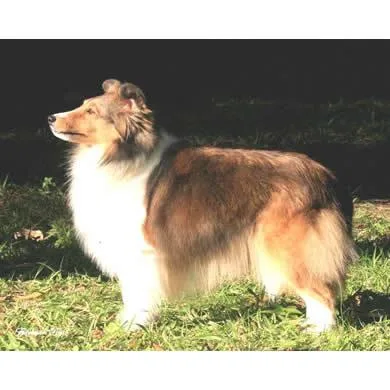 RHYNNA REGALITY AT SHELTIE RIVERS