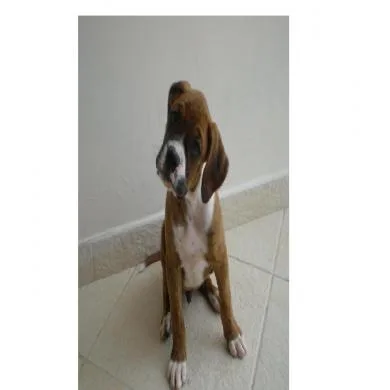 Apolo