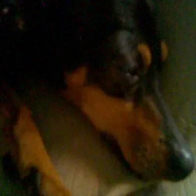 Bolinha