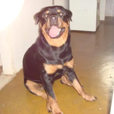 Leão