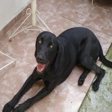 Max