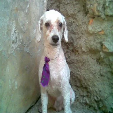 scooby