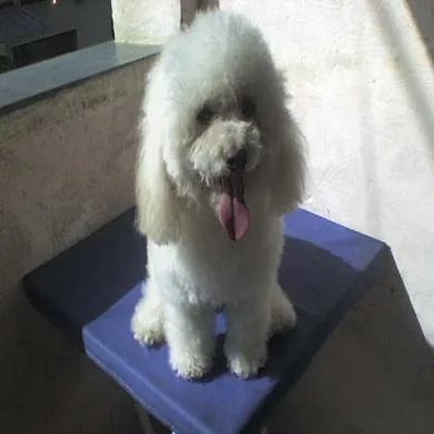 Benge