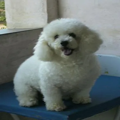 Pituxa