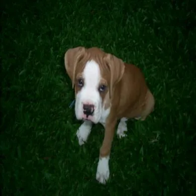 Bandit