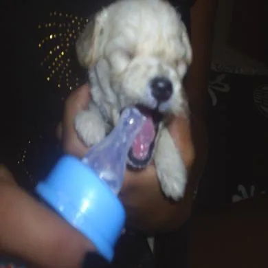 Ponchinho