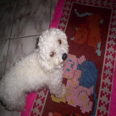 belinha