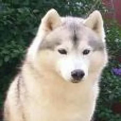 pingo