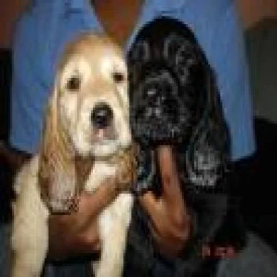gema e clara