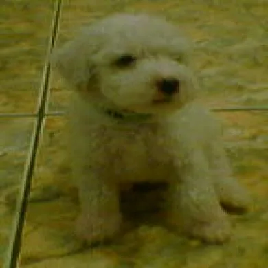 Duke