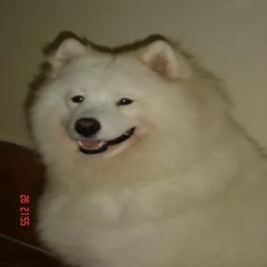 Puff