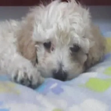 billy