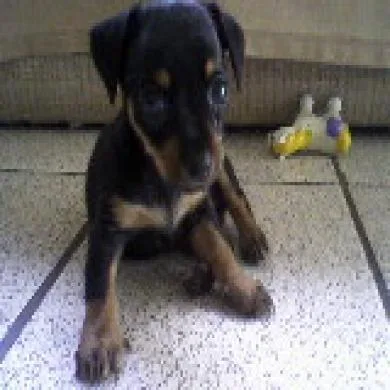 Toby