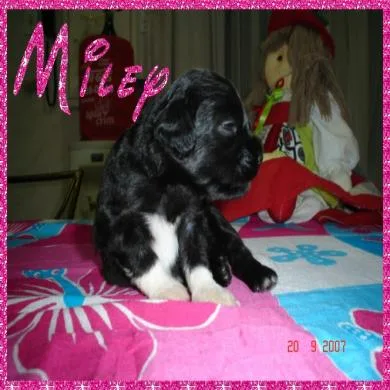 Milye