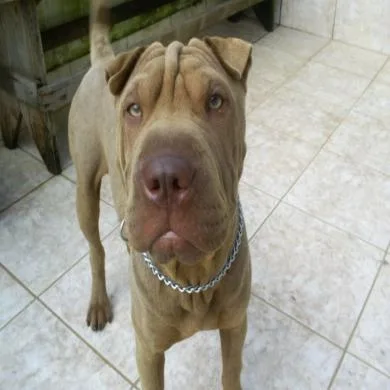 Bruce