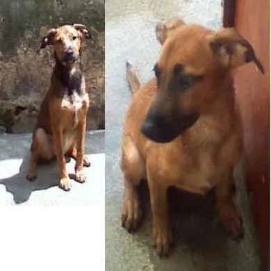 Princesa e Bolinha