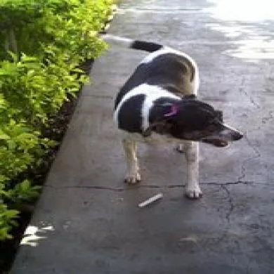 Chiquinha