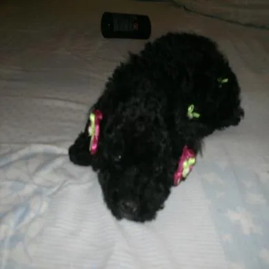 Docinho