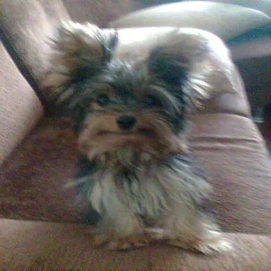Pupy