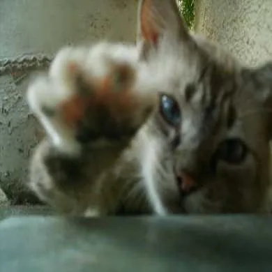 Tom